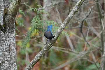 Obraz premium Steller's Jay perched on a tree branch in a winter forest