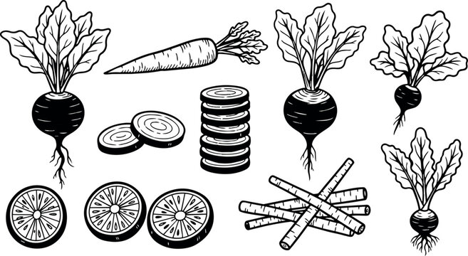 Black and white line art of whole and sliced root vegetables including beets, carrots, and radishes in detailed botanical illustration style