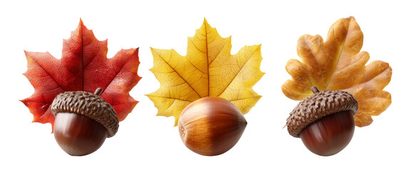 Autumn Inspired Nature Illustration of Acorns and Colorful Leaves
