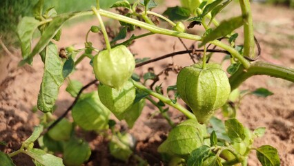 Obraz premium Green Tomatillos ( Husk Tomatoes) on the plant, growing berries on Groundcherry Plant close up footage