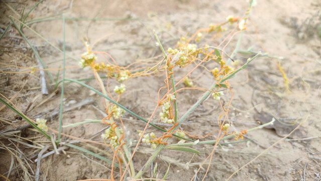 dodder (Cuscuta) wild parasitic plant, parasitic plant belonging to the genus Cuscuta, commonly known as dodder or amarbel
