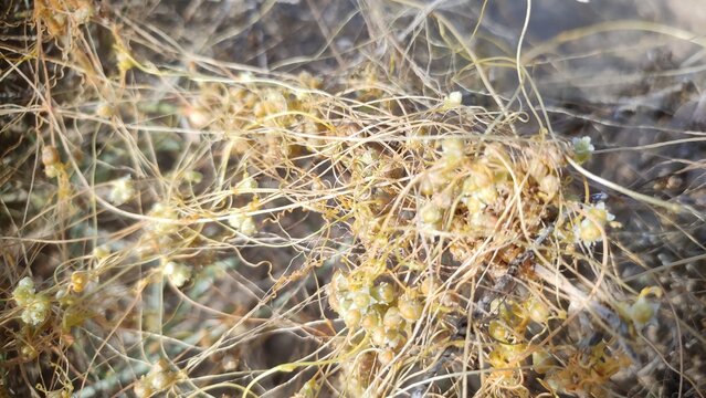dodder (Cuscuta) wild parasitic plant, parasitic plant belonging to the genus Cuscuta, commonly known as dodder or amarbel