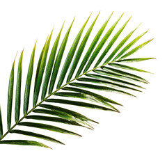Obraz premium Vibrant palm frond, segmented green leaves, isolated against dark background