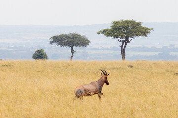 Naklejka premium Iconic African picture of Topi antelope running in front of desert date tree in the Masai Mara National Park in East Africa Kenya KEN
