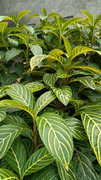 Close-up of Sanchezia Speciosa leaves with yellow veins and green foliage.