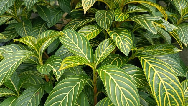Close-up of Sanchezia Speciosa leaves with yellow veins and green foliage.