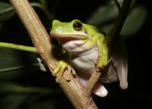 An adult Green Treefrog (Hyla cinerea) climbing through the branches of a small tree at night in the southeastern United States. 