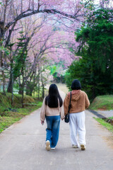 back tourist family by asian mother and daughter walking hand in hand in pink sakura flower garden or tiger claw tree and cherry blossoms blooming for holiday travel at Royal Research Centre Thailand