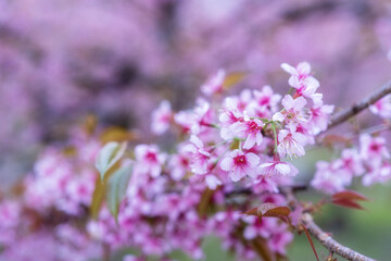 closeup cherry blossoms blooming or sakura on cherry blossom tree or tiger claw trees with blur pink flower garden background in spring at thailand for beauty in nature by prunus cerasoides with space