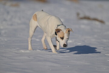 jack russell terrier playing in snow,winter, outdoor, nature, portrait, season