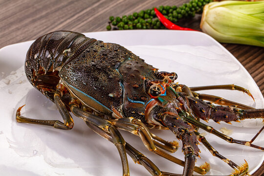 Raw fresh lobster for bowl