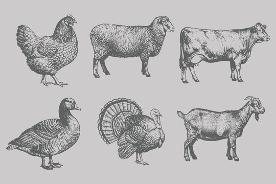 Halftone stipple style Cow, Sheep, Turkey, Chicken, Duck, Goat bundle vector illustration. Vintage engraving style animal set. Eps 10