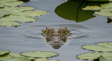 Predator in Wait: A Crocodile Peering Above Water Surface Between Lily Pads Highlighting Wild Resilience and Focus