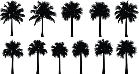 Fototapeta premium Silhouette of various tropical palm tree species isolated on white background for summer vacation travel and exotic nature landscape design