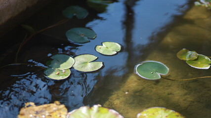 The green leaves are round in shape on the surface of the lake.
