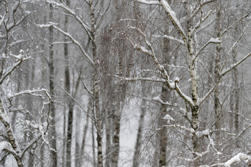 Fototapeta premium Snowdusted birch catkins and branches, closeup winter scene, delicate seed clusters, soft contrast against distant trunks, chilly tranquil mood, natural detail study