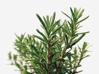 Fototapeta premium Close Up Of A Rosemary Plant With Green Needle Like Leaves Detailed With Water Droplets Against A White Background