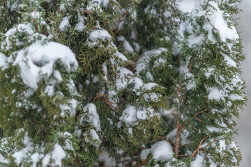 Naklejka premium Intricate pattern of snowcovered conifer needles and branches, Closeup of lush green coniferous branches blanketed in pristine white snow with detailed needle patterns