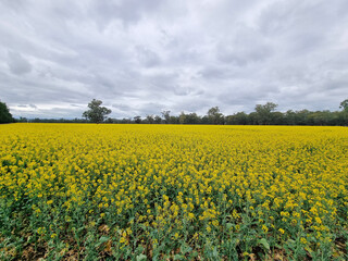 A field of yellow canola growing outside Forbes in New South Wales Australia. Under a grey cloudy sky.