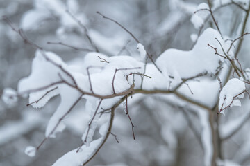 Naklejka premium Snowy twig outline, Soft snow covers branch, Delicate silhouette of branch beneath snow, Closeup view of snowcovered branch with soft background and grainy texture