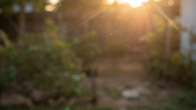 Close up of hands holding translucent snakeskin shed in golden hour sun