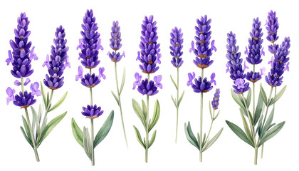 Obraz premium A vibrant, close-up rendering of several lavender sprigs in varying stages of bloom, against a stark, black background