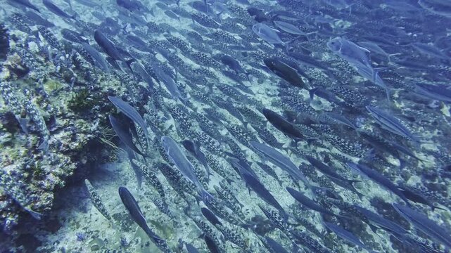 Close Up Medium Shot Of School of Giant Trevally and Long-nosed Emperor Fish Hunting in Richelieu Rock, Thailand