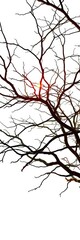 Gnarled branches twist in a spectral glow against a stark white backdrop, artfully staged,  horror,  atmospheric