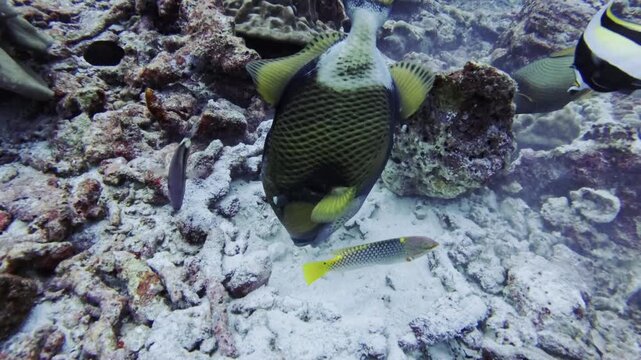 Close up slow motion footage of a titan triggerfish searching for food around the reef in Similan Islands, Thailand