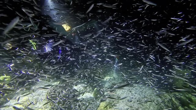 Night dive footage of glassfish and needlefish frenzy at Similan Islands, Thailand