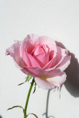 Soft pink rose flower isolated on white background with delicate petals 
