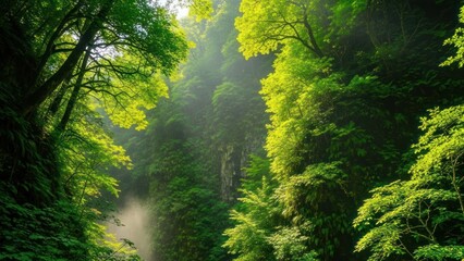 Obraz premium Lush green forest scene with sunlight filtering through dense foliage and trees