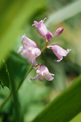 Pink Spanish Bluebells Flowers in Bloom in Spring Garden. Hyacinthoides hispanica. Wood hyacinths