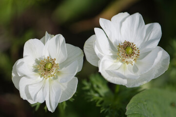Obraz premium A Pair of White Anemone Flowers in Full Bloom in Spring Garden. Anemone coronaria