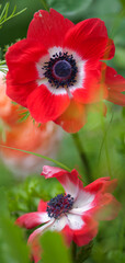 Fototapeta premium Red with White Anemone Flowers in Full Bloom in Spring Garden. Anemone coronaria