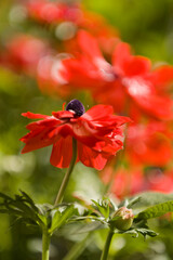 Patch of Red Anemone Flowers in Full Bloom in Spring Garden. Anemone coronaria