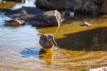 波紋と水面に佇む水鳥