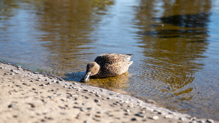岸辺で水を飲む野鳥