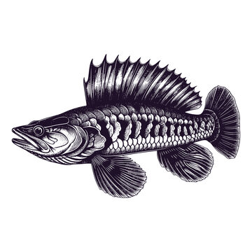 snakehead fish swimming