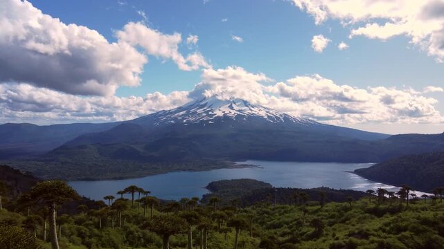 Aerial drone point of view flying towards Llaima Volcano and Araucaria forest in Conguillio National Park Chile