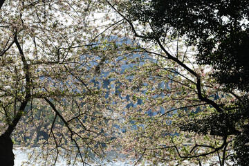  Cherry Blossom Festival at Thomas Jefferson Memorial - Circa Tidal Basin, Washington D.C. United States of America