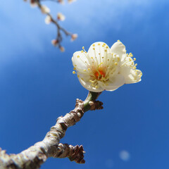 日本で早春にウメが白い花を咲かせています
