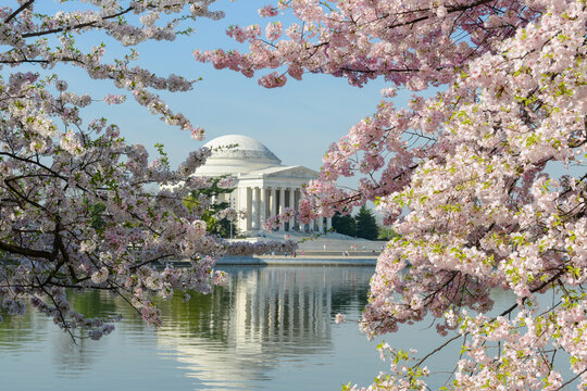  Cherry Blossom Festival at Thomas Jefferson Memorial - Circa Tidal Basin, Washington D.C. United States of America