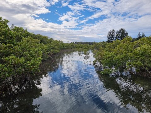 Mangroves on the Swansea Boardwalk, Lake Macquarie New South Wales