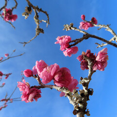 日本で早春にウメがピンク色の花を咲かせています