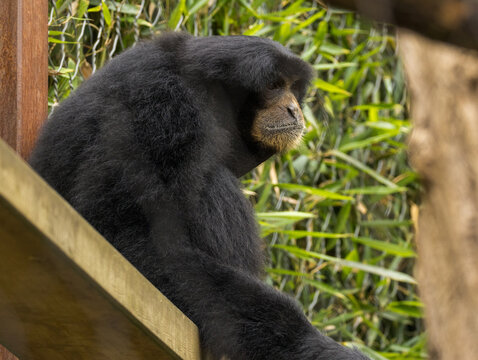 Siamang