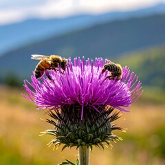 Two bees pollinate a vibrant purple thistle flower with mountains softly blurred in the background on a sunny day
