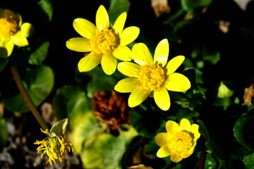 ヒメリュウキンカの花