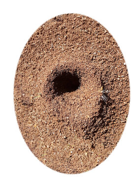 nest home ant ants house of soil isolated for background