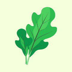 vector illustration of a arugula